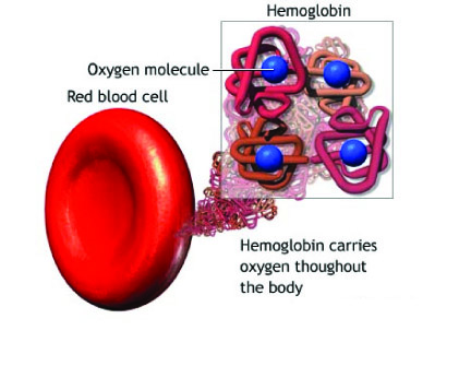 heme bonded to co2 oxygen charge