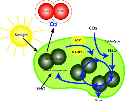 Forms of Oxygen « CLOUD Reassembly RPI