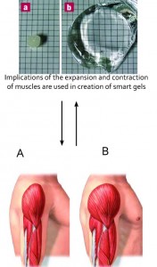Biomimicry of Muscle